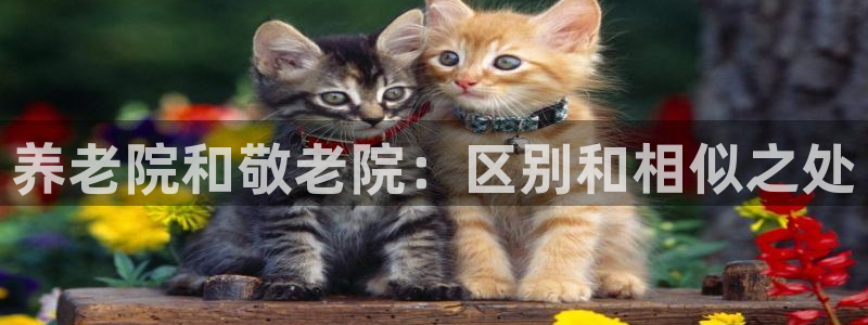 韦德观战总决赛G3